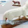 A04(12004) Medical Education Plastic Anatomy Cat Acupuncture Animal Model 12004